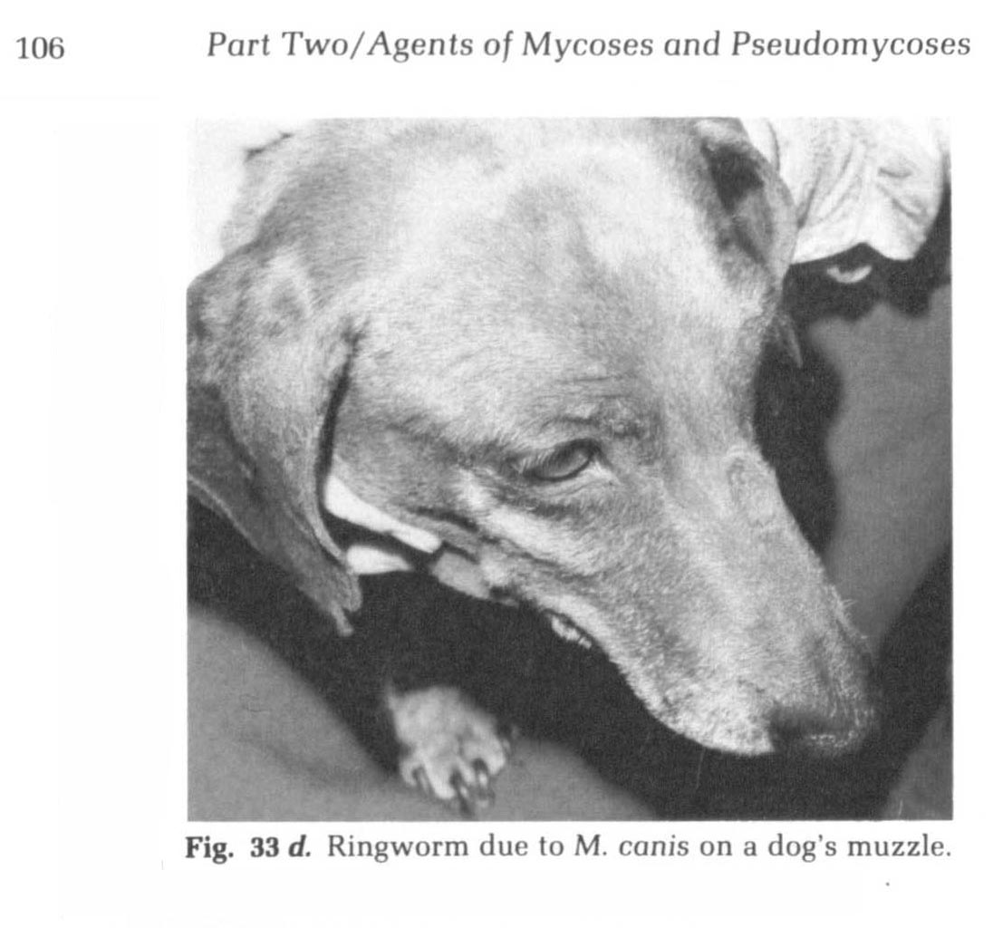 Mold 
      
 
 
 
 
 
 
 
 Dog  Use  is  not  
  necessary